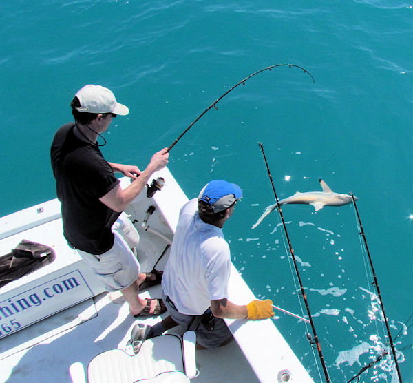 Shark caught and released fishing Key West on charter boat Southbound from Charter Boat Row Key West