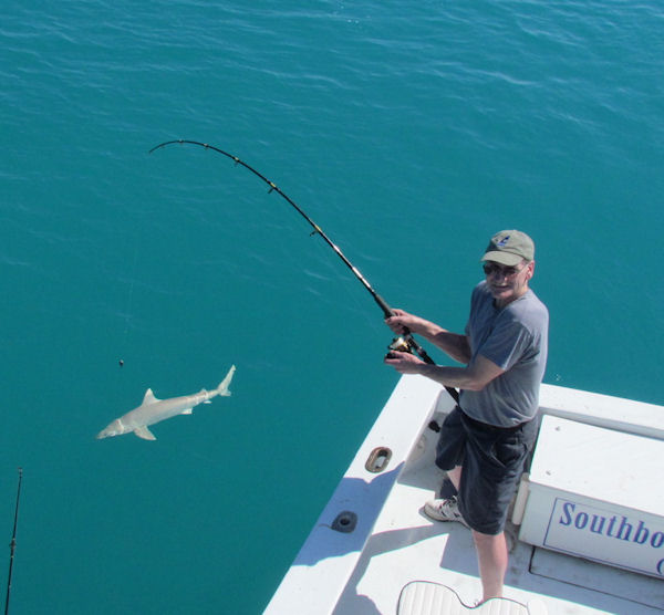 Shark caught and released fishing Key West on charter boat Southbound from Charter Boat Row Key West