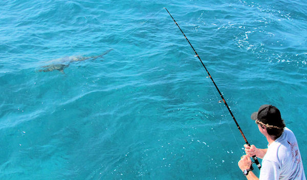 Carribean Reef shark caught in Key West f on 20 lb spinning tackle