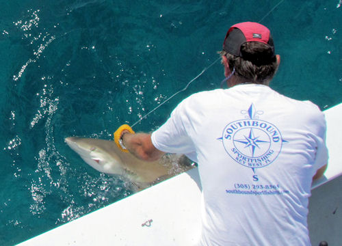 shark at the leader after being caught in Key West fishing on charter boat Southbound