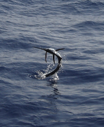 Sailfiish caught and released fishing Key West Florida on charter boat Southbound
