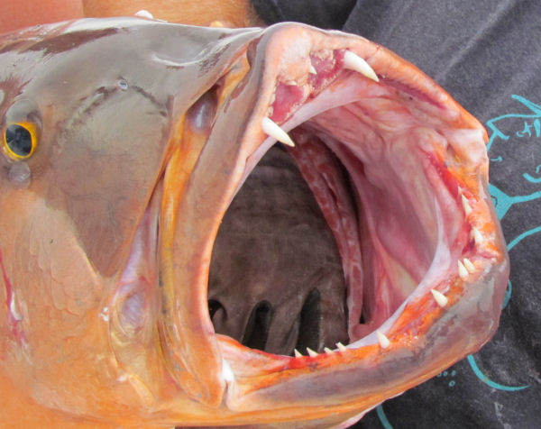 Close up of the teeth of 53 lb Cubera Snapper caught in Key West fishing on charter boat Soutbhbound from Charter Boat Row Key West