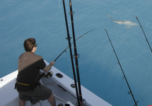 Shark caught deep sea fishing on Key West fishing boat Southbound from Charter Boat Row