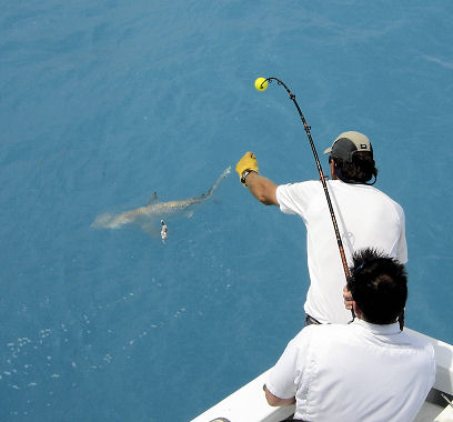 Shark caught deep sea fishing on Key West fishing boat Southbound from Charter Boat Row