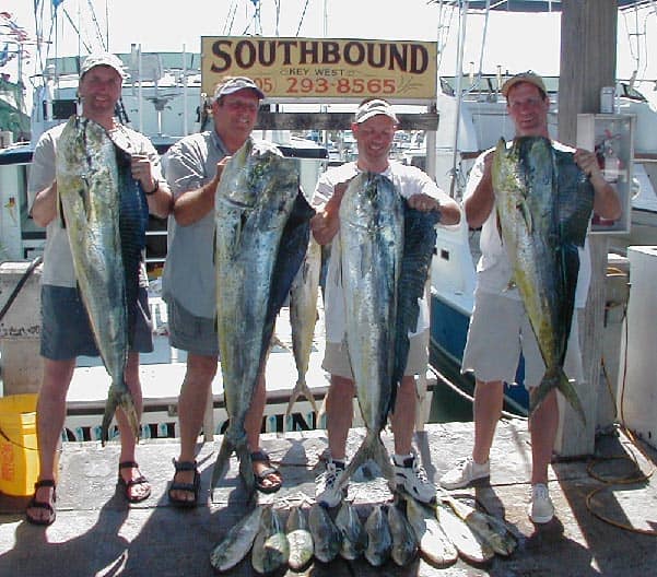 Every one has a big dolphin........except mike nolan