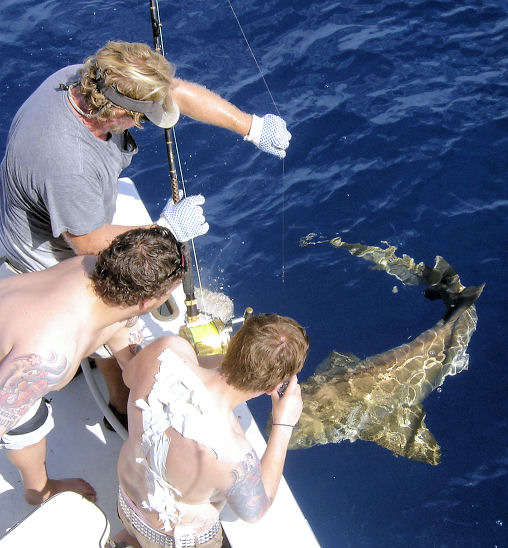 Shark caught and released while fishing Key West on charter boat Southbound from Charter Boat Row