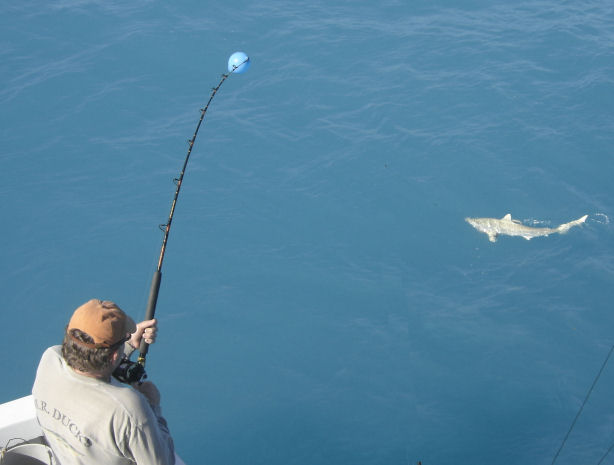 Shark caught and released in Key West fishing on Charter Boat Southbound from Charter Boat Row Key West