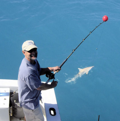 Shark caught and released in Key West fishing on Charter Boat Southbound from Charter Boat Row Key West