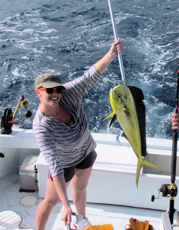 Dolphin caught fishing in Key West on Charter Boat Southbound from Charter Boat Row Key West