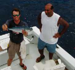 Bonitos off Key West, Florida
