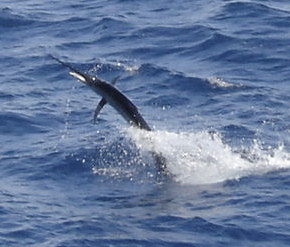 Sailfish jumping while being caught on charter boat Southbound in Key West, Florida