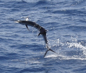Sailfish jumping while being caught on charter boat Southbound in Key West, Florida