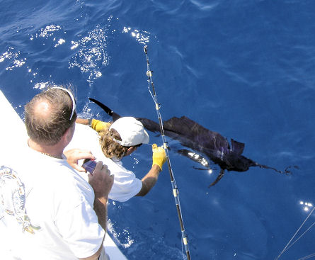 Fish caught aboard the Southbound in Key West, Florida