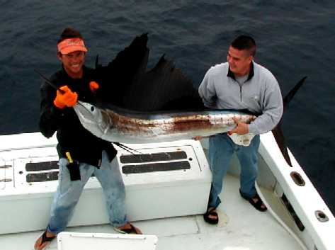 Key West Sailfish