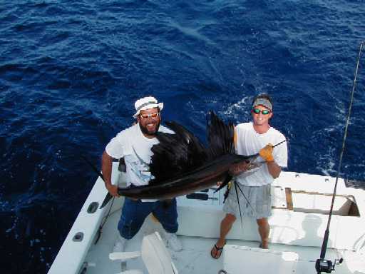 Key West Sailfish
