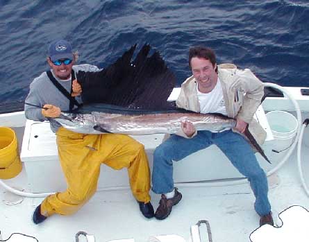 Key West Sailfish