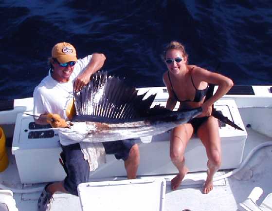 Key West Sailfish