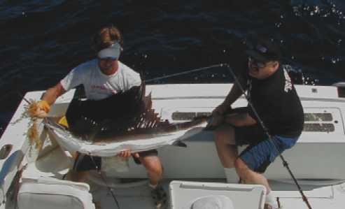 Key West Sailfish