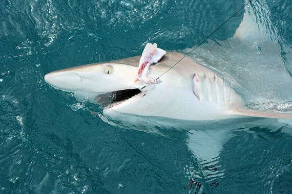 Fish caught aboard the Southbound in Key West, Florida