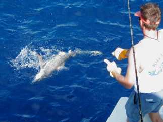 Mate wires a Shark in Key West