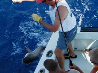 Blacktip Shark next to the boat in Key West