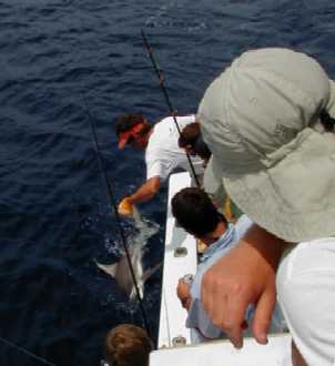 Shark at the Boat in Key West