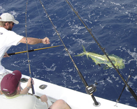 Pictures of Fish Caught aboard while Fishing Key West Charter Boat Southbound