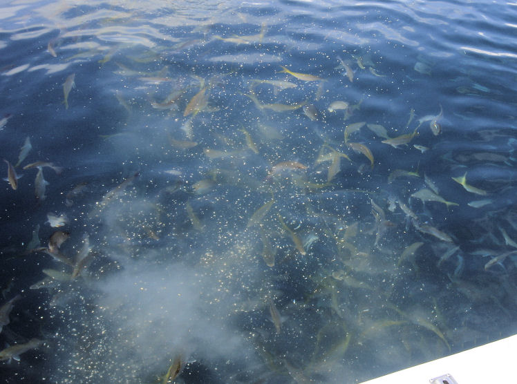 snapper feeding frenzy in Key West while fishing on charter Boat Southbound fronm Charter Boat Row, Key West