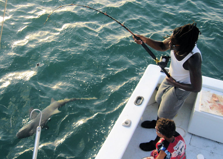 Lemon shark caught fishing on Key West charter boat Southbound from Charter Boat Row