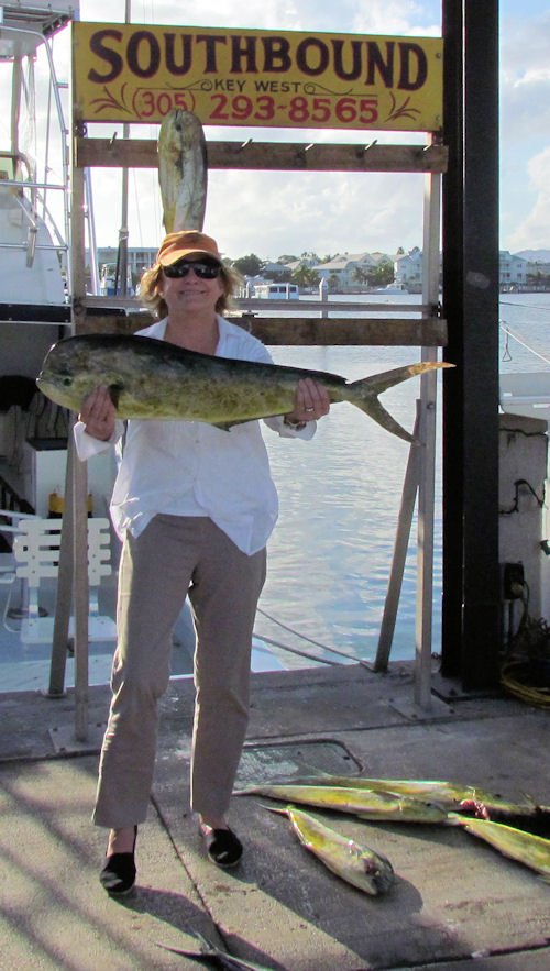 Dorado or Mahi caught fishing in Key West on Charter Boat Southbound from Charter Boat Row Key West