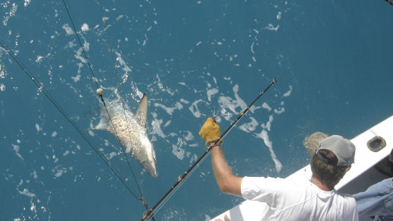 Shark caught and released in Key West fishing on Charter Boat Southbound from Charter Boat Row Key West