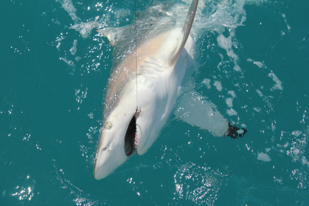 Shark caught and released in Key West fishing on Charter Boat Southbound from Charter Boat Row Key West