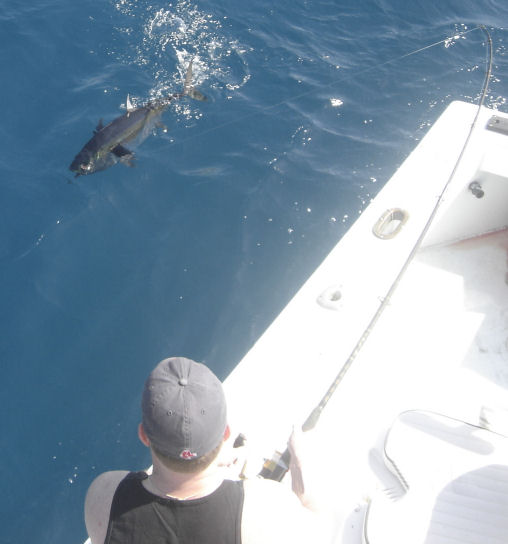 Black Fin Tuna next to the Southbound while fishing in Key West