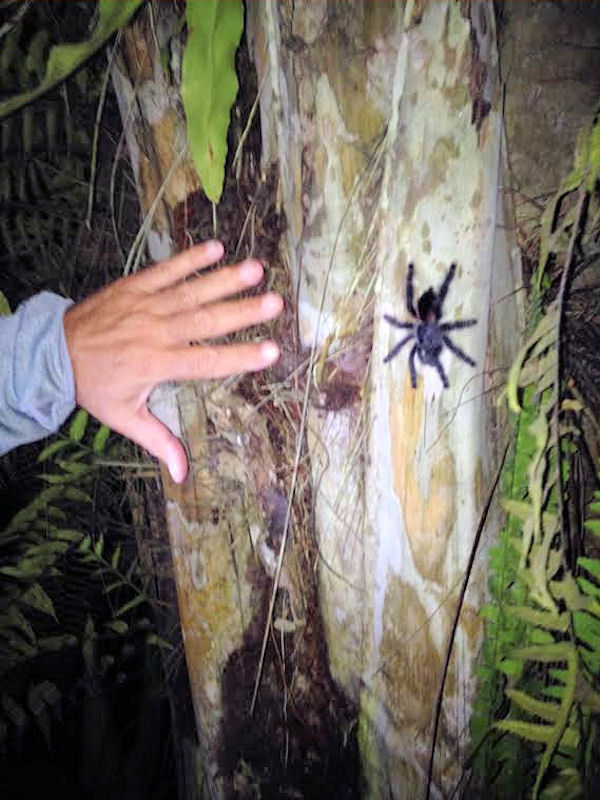 Trantula out side our hut
