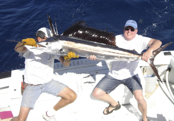 Sailfish caught on charter boat Southbound in Key West, Florida