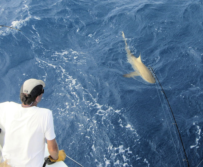 Shark caught in Key West fishing on charter boat Southbound from Charter Boat Row Key West