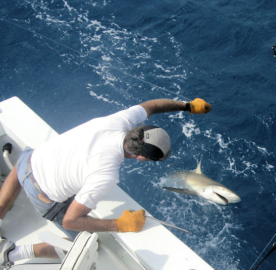 shark being released in Key West fishing on charter boat Southbound from Charter Boat Row Key West