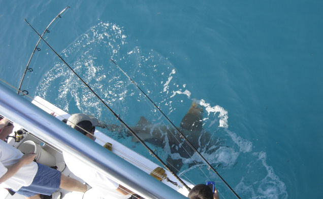Shark caught deep sea fishing on Key West Charter fishing boat Southbound from Charter Boat Row, Key West