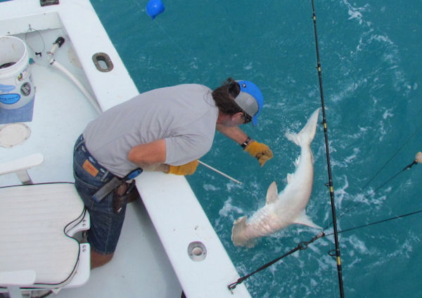Hammerhead Shark caught and Released fishing Key West on charter boat Southbound from Charter Boat Row Key West