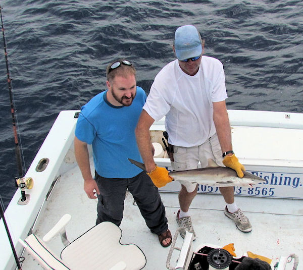 Shark caught fishing Key West on charter boat Southbound from Charter Boat Row Key West