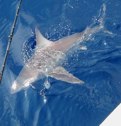 Bullshark in Key West