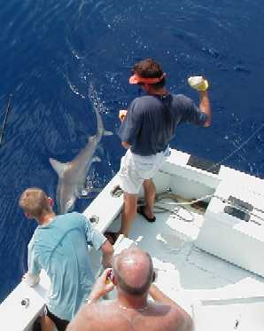 Mate wires a Bullshark in Key West, Florida