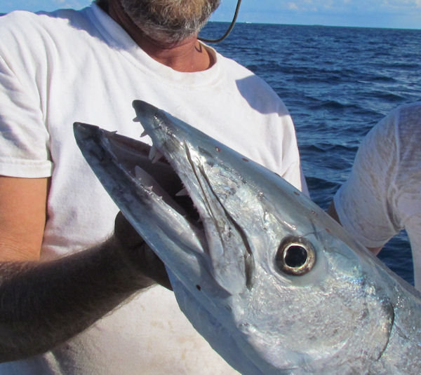 Big Barracuda closeup in Key West fishing on charter boat Southbound from Charter Boat Row