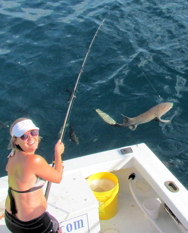Shark caught and released in Key West fishing on charter boat Southbound from Charter Boat Row