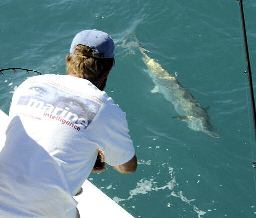 Pictures of Fish Caught aboard while Fishing Key West Charter Boat Southbound