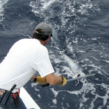 Wahoo about to be gaffed on Southbound in Key West Florida