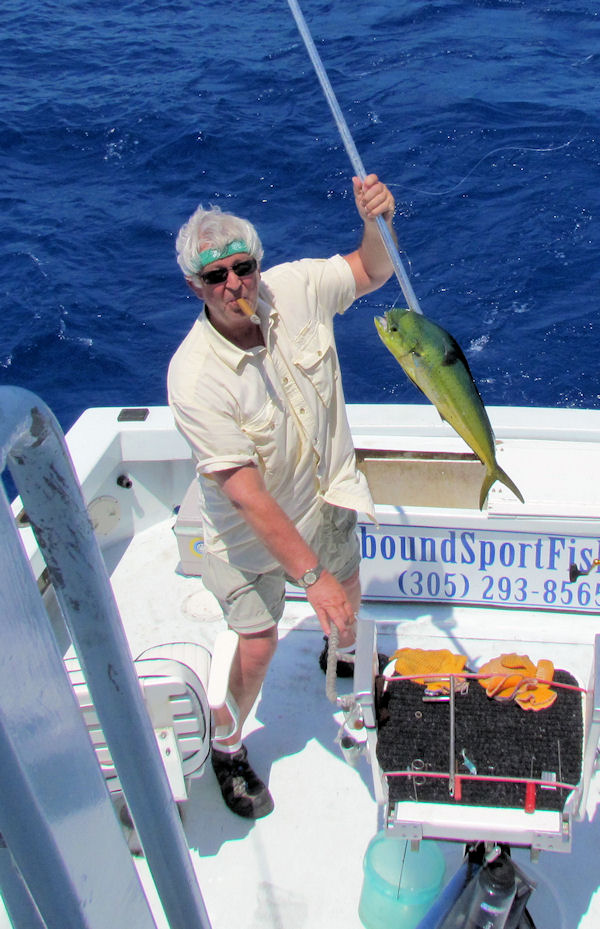 Dolphin caught in Key West fishing on charter boat Southbound from Charter Boat Row, Key West