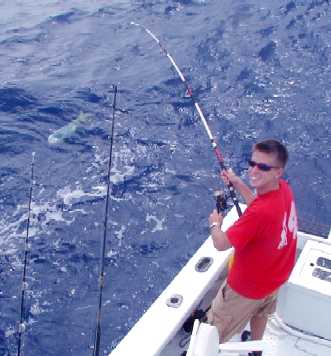 Schoolie Dolphin on Spinning Tackle