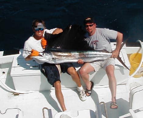 Sailfish Released !