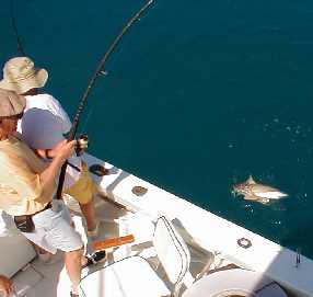 Shark on spinning tackle in Key West, Florida